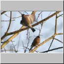 Pyrrhula pyrrhula - Gimpel w01.jpg